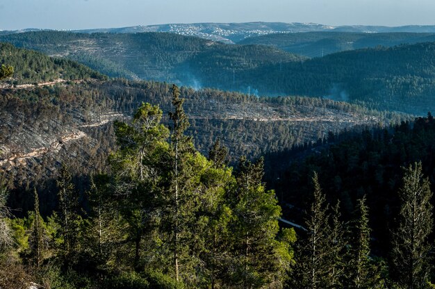 Vista de ángulo alto de un paisaje forestal en las montañas durante el día