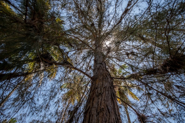 Vista de ángulo bajo un árbol alto con hojas verdes bajo un cielo brillante