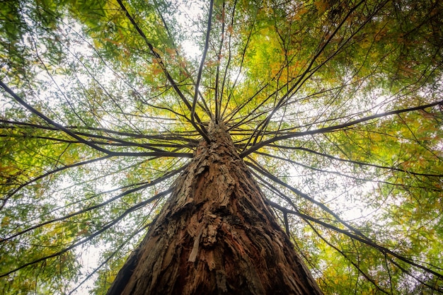 Vista de ángulo bajo de un árbol cubierto de hojas verdes bajo la luz del sol durante el día