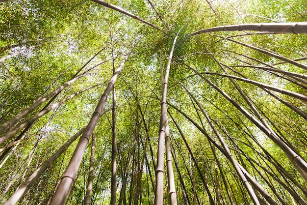 Vista de ángulo bajo de árboles de bambú altos