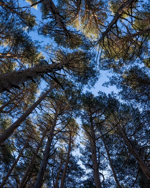 Vista de ángulo bajo de árboles bajo la luz del sol y un cielo azul durante el día