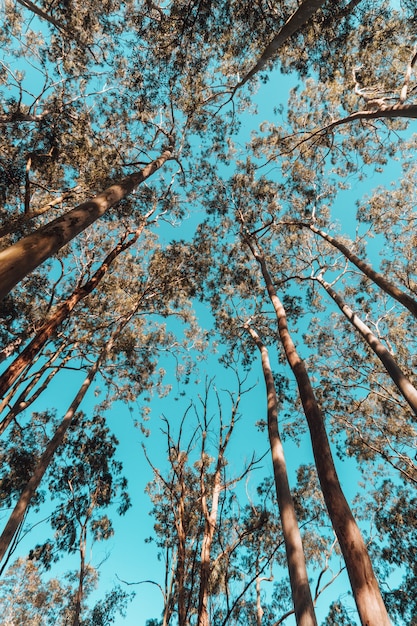 Vista de ángulo bajo de árboles en un parque bajo la luz del sol y un cielo azul