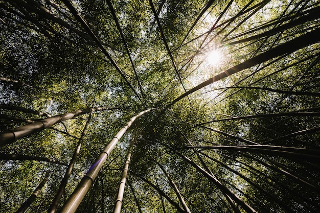 Foto gratuita vista de ángulo bajo de bosque de bambú