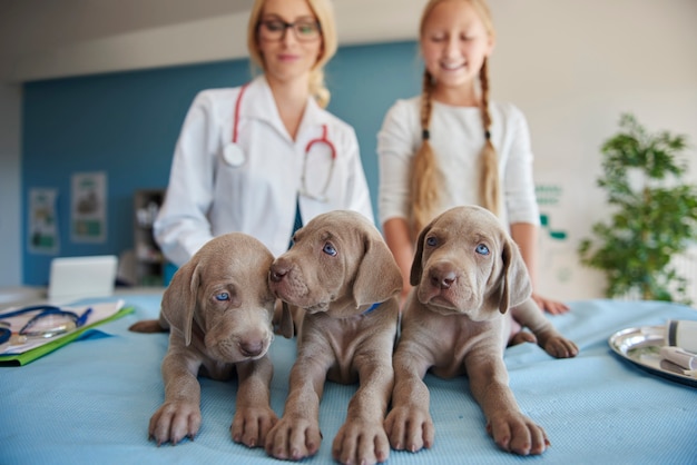 Vista de ángulo bajo cachorros pequeños