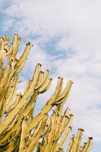 Vista de ángulo bajo de un cactus amarillo