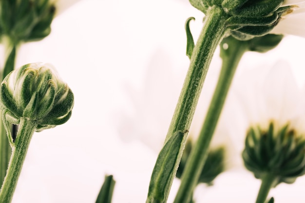 Foto gratuita vista de ángulo bajo de la flor de gerbera