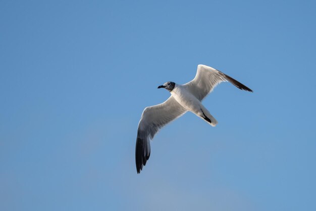 Vista de ángulo bajo de la gaviota blanca volando en el cielo azul claro en un día soleado de verano