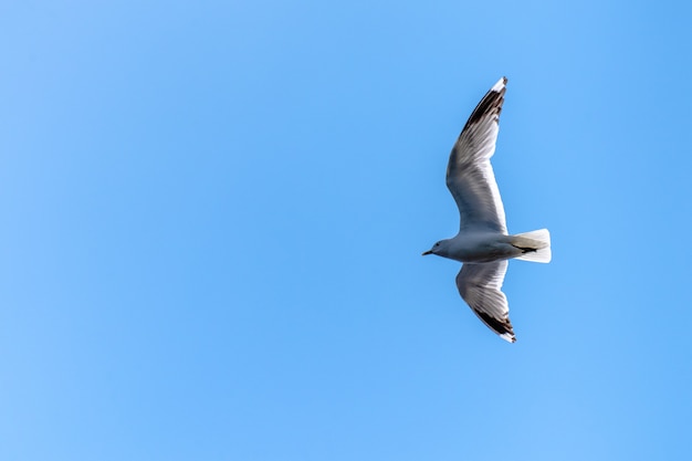 Vista de ángulo bajo una gaviota de California volando bajo la luz del sol y un cielo azul