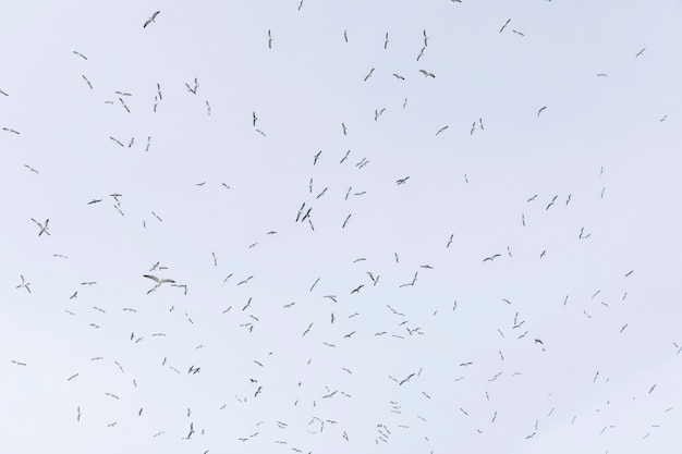 Foto gratuita vista de ángulo bajo de gaviotas volando en el cielo