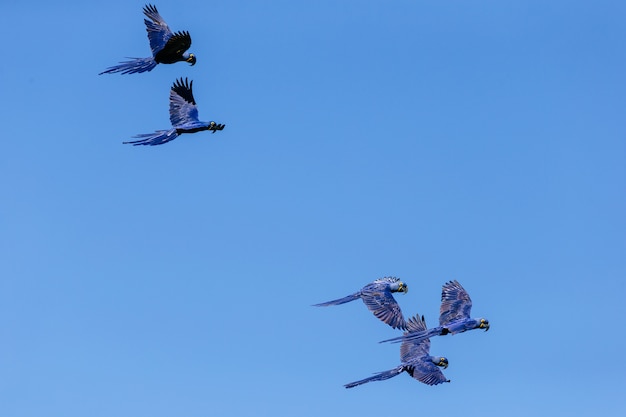 Vista de ángulo bajo de guacamayos jacinto volando en el cielo azul durante el día