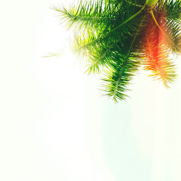 Vista de ángulo bajo de hojas de palmera contra el cielo