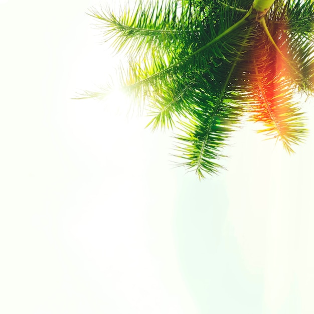 Vista de ángulo bajo de hojas de palmera contra el cielo