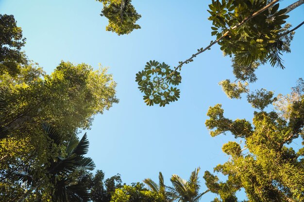 Vista de ángulo bajo de hojas en las ramas de los árboles en un jardín bajo la luz del sol