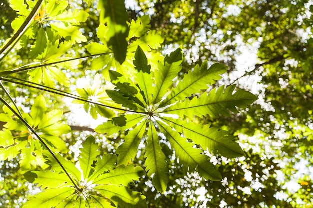 Vista de ángulo bajo de hojas verdes