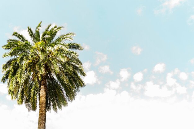 Vista de ángulo bajo de una palmera contra el cielo azul