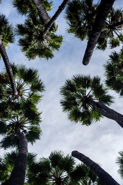 Vista de ángulo bajo de palmeras bajo un cielo nublado y la luz del sol
