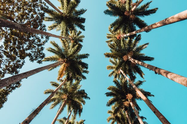 Vista de ángulo bajo de palmeras bajo la luz del sol y un cielo azul en Río de Janeiro.