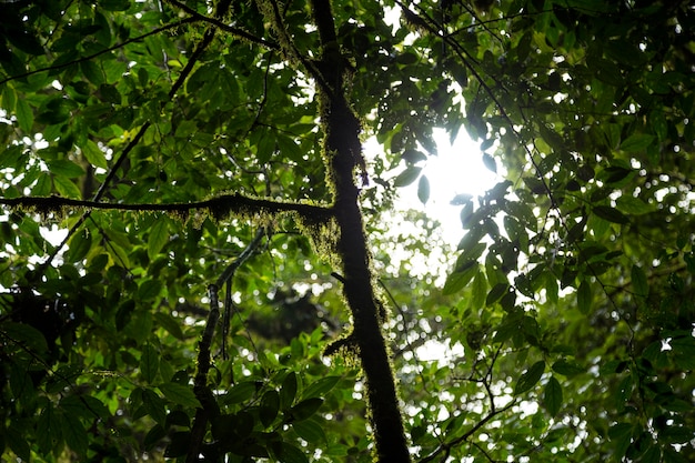 Vista de ángulo bajo de rama de árbol con musgo en la selva tropical de costa rica