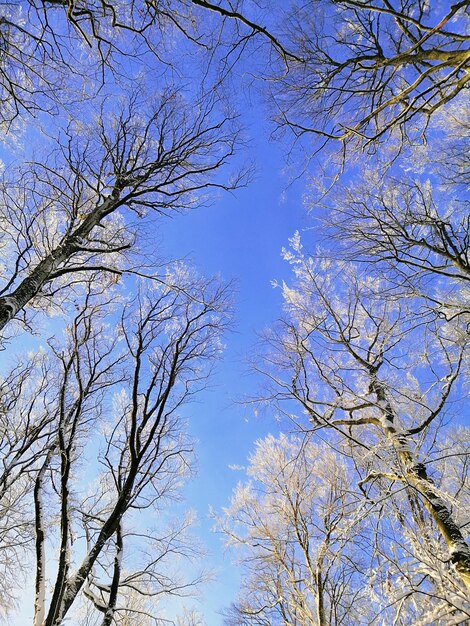 Vista de ángulo bajo las ramas de los árboles cubiertos de nieve bajo el cielo azul en Larvik en Noruega