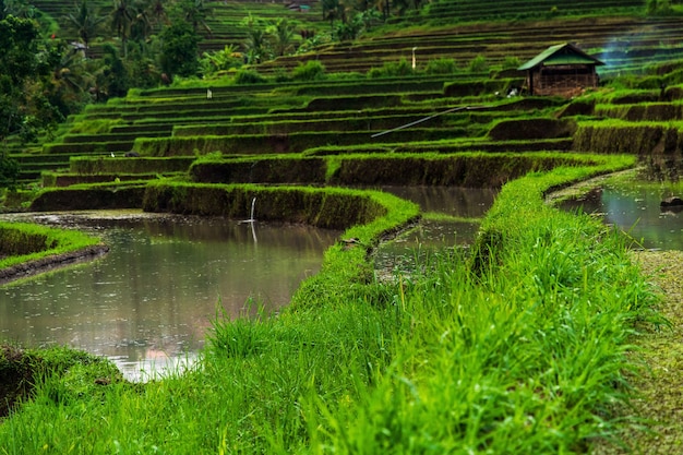 Vista de ángulo bajo las terrazas de arroz jatiluwih bajo la luz del sol en Bali en Indonesia