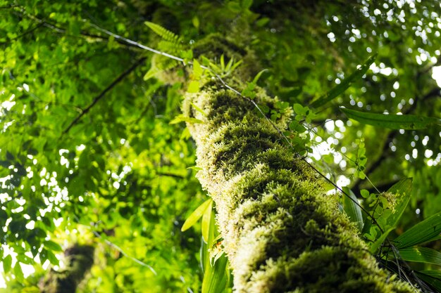 Vista de ángulo bajo del tronco del árbol con musgo verde