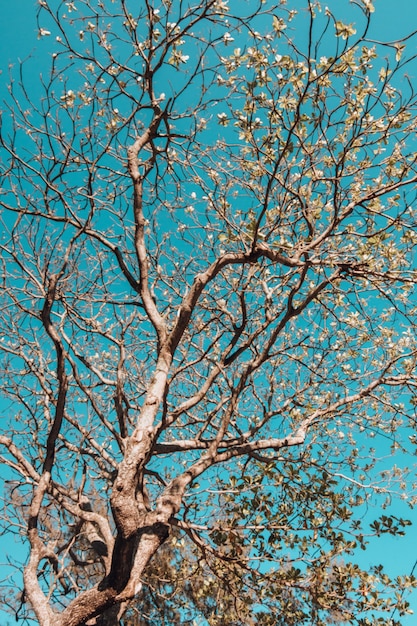 Vista de ángulo bajo vertical de un árbol cubierto de hojas bajo la luz del sol y un cielo azul