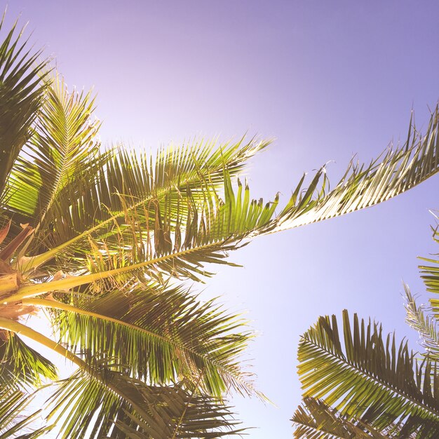 vista de árbol pacífica verano se relaja