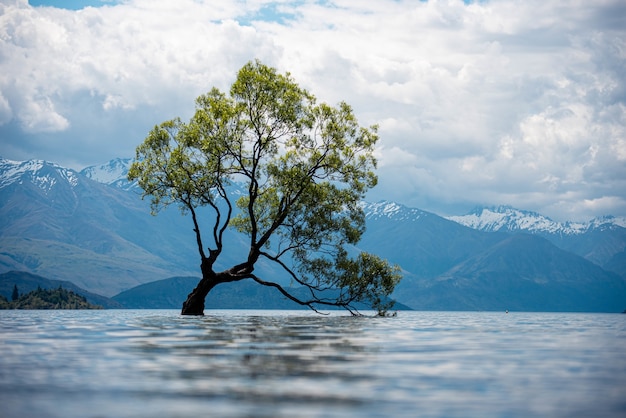 Vista de un árbol viejo en un lago con las montañas cubiertas de nieve en un día nublado