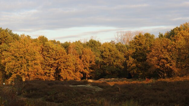 Vista de árboles marrones en el bosque durante la puesta de sol