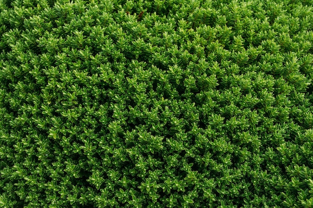 Foto gratuita vista de arbustos de boj de hoja perenne