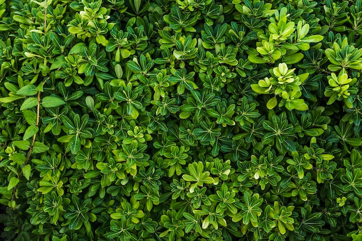 Foto gratuito vista de arriba hermoso arreglo de follaje verde