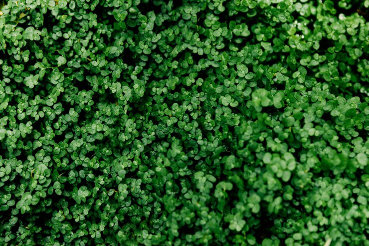 Foto gratuito vista de arriba de las hojas verdes frescas