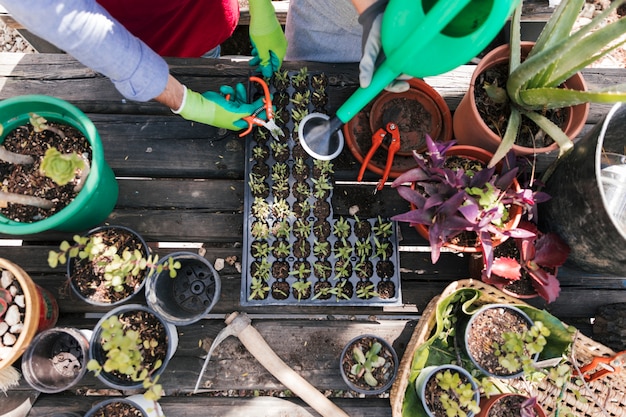 Una vista desde arriba del jardinero masculino y femenino podando y regando las plantas de semillero