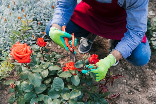 Una vista desde arriba de la mujer jardinero cortando la rosa de la planta