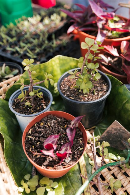 Una vista desde arriba de las plantas en maceta en la cesta