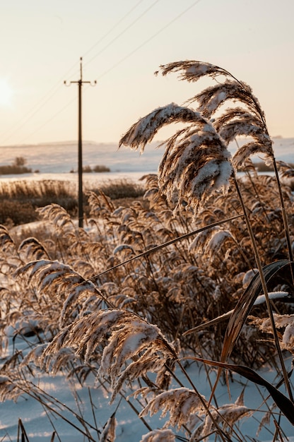 Foto gratuita vista del atardecer de invierno cubierto de nieve