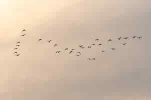 Foto gratuita vista de una bandada de pájaros volando hacia un hermoso cielo durante la puesta de sol