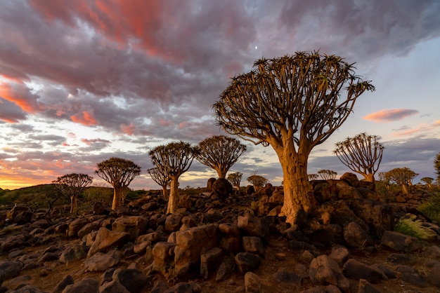 Vista del bosque de árboles de carcaj con hermoso cielo puesta de sol escena del cielo crepuscular en Keetmanshoop, Namibia