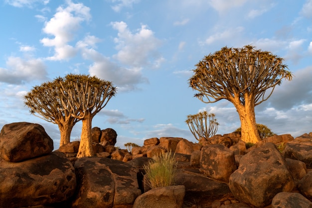 Foto gratuita vista del bosque de árboles de carcaj con hermoso cielo puesta de sol escena del cielo crepuscular en keetmanshoop, namibia