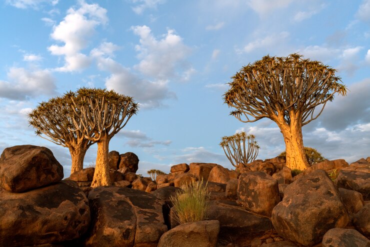Foto gratuito vista del bosque de árboles de carcaj con hermoso cielo puesta de sol escena del cielo crepuscular en keetmanshoop, namibia