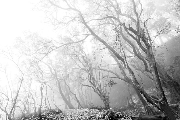 Vista de bosque en blanco y negro