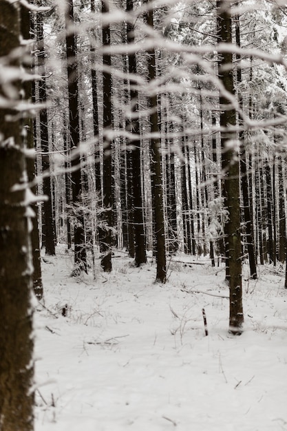 Vista del bosque en invierno