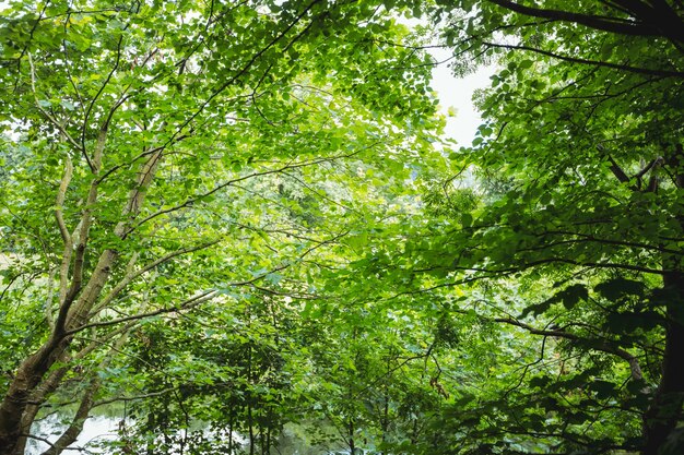 Vista del bosque verde