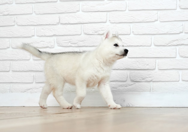 Vista de cachorro de perro husky, con ojos azules, jugando y corriendo, desapareciendo. Perro siberiano con peludo llevado, posando contra el ladrillo blanco. Mascota divertida.