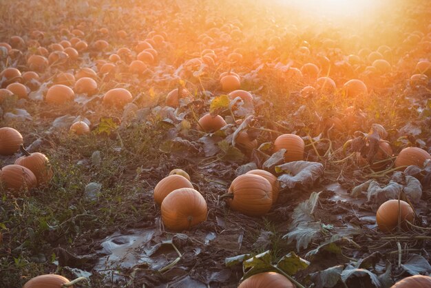 Vista del campo de calabaza