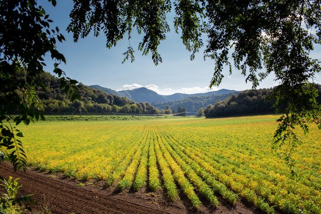 Vista de un campo de cultivo al atardecer