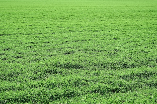 Vista de un campo de primavera verde con hierba exuberante y luz solar con espacio para copiar. Plantas verdes naturales del paisaje, ecología del espacio, cuidado de la naturaleza. Idea de fondo de pantalla fresco como fondo