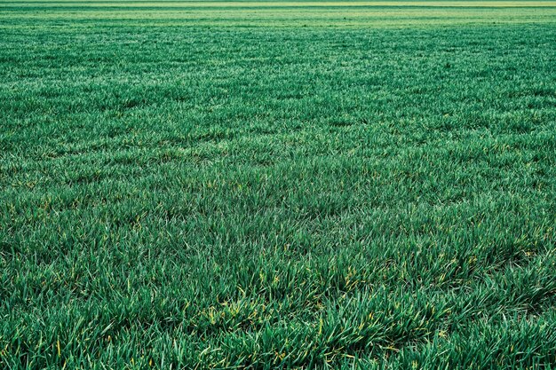 Vista de campo verde del campo de un agricultor sembrado con brotes de primavera de hierba Paisaje verde natural plantas espacio ecología cuidado de la naturaleza La idea del papel tapiz como fondo