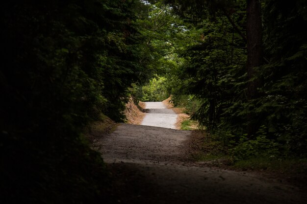 Vista de una carretera irregular rodeada de árboles altos - concepto: misterioso