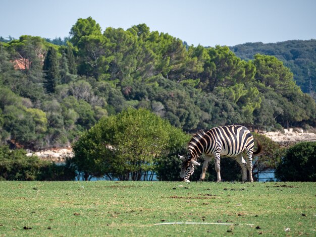 Vista de cebra pastando en la hierba en una granja